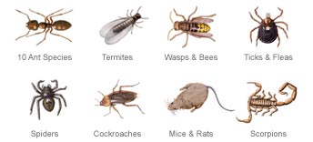 Common Pests in Texas
